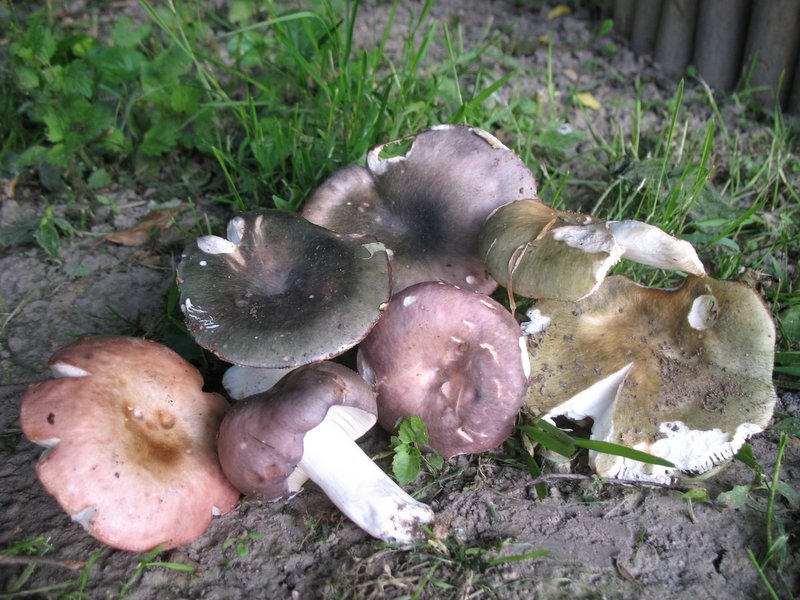 2006 couleurs de charbonnières